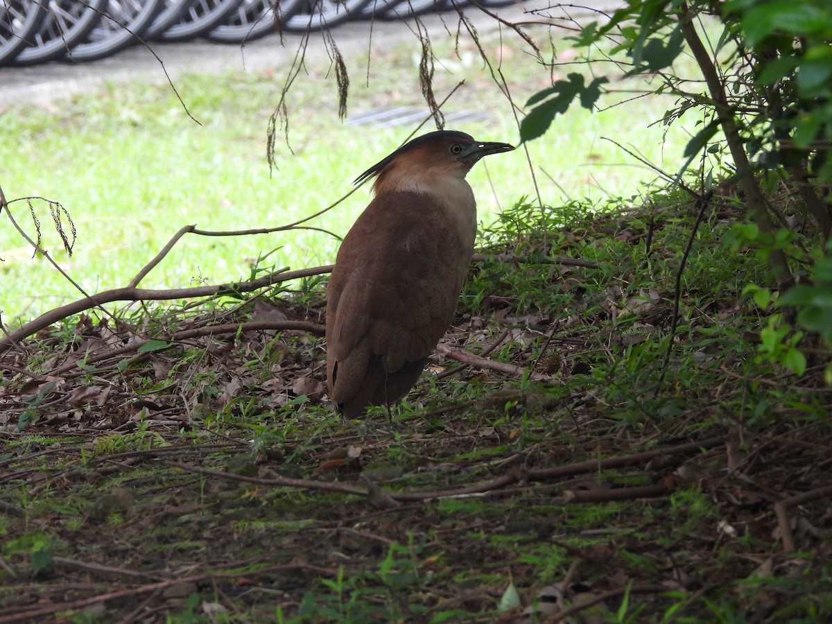 Malayan Night Heron - ML644645575