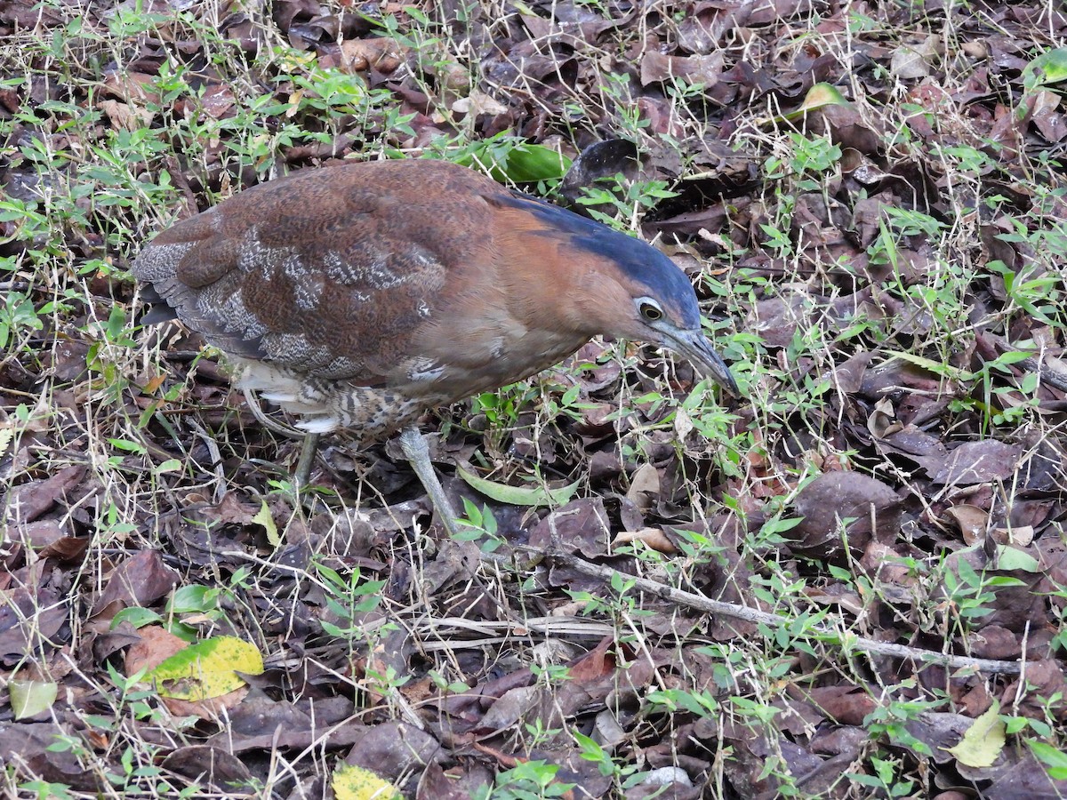 Malayan Night Heron - ML644645576