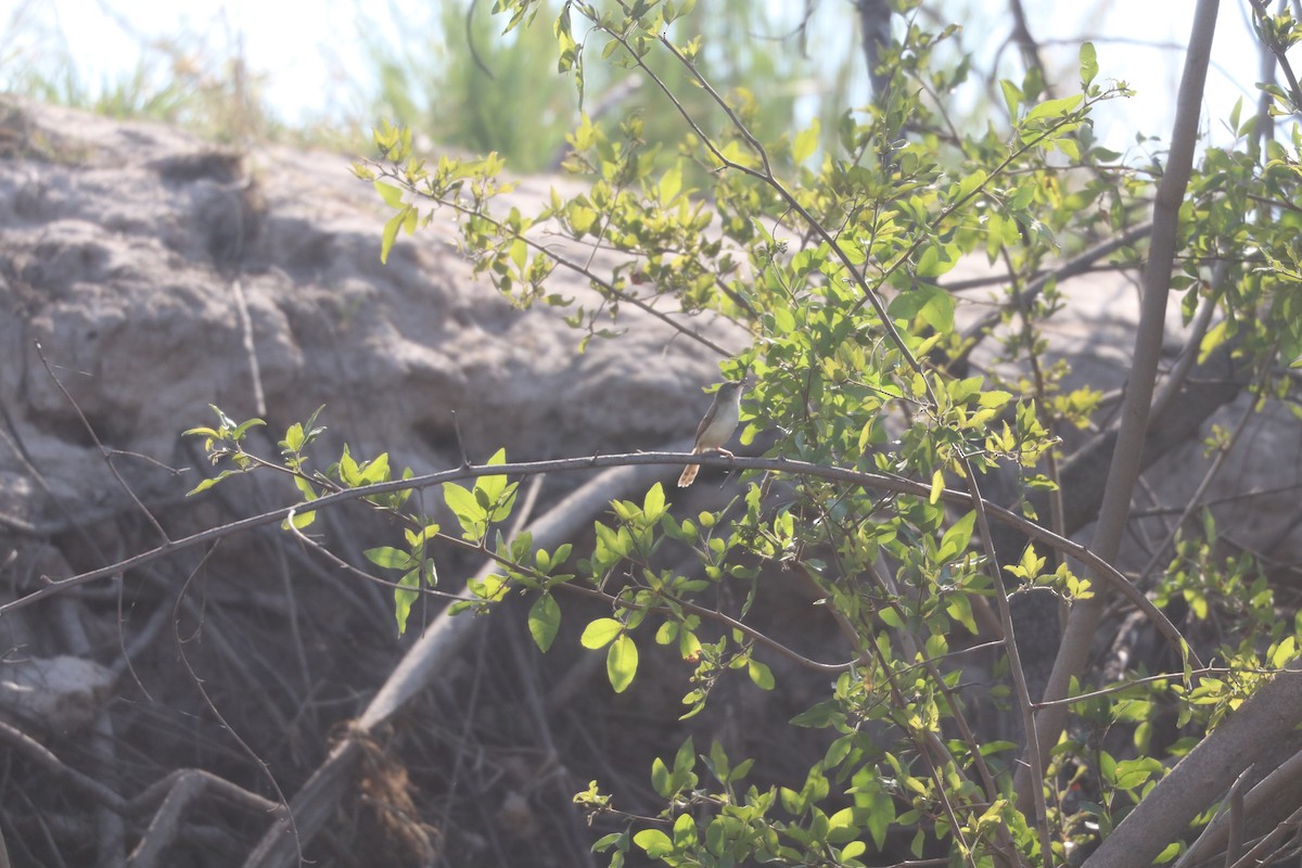 Tawny-flanked Prinia - ML644645577