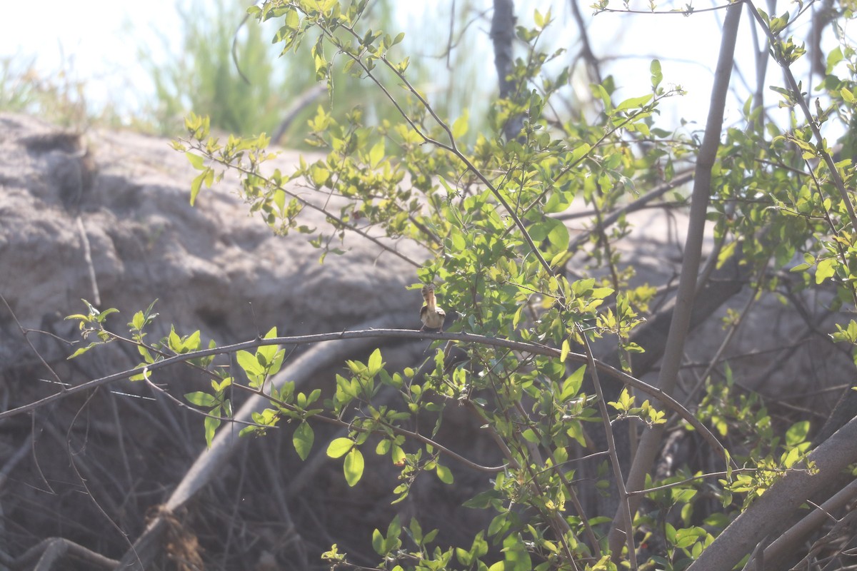 Tawny-flanked Prinia - ML644645578