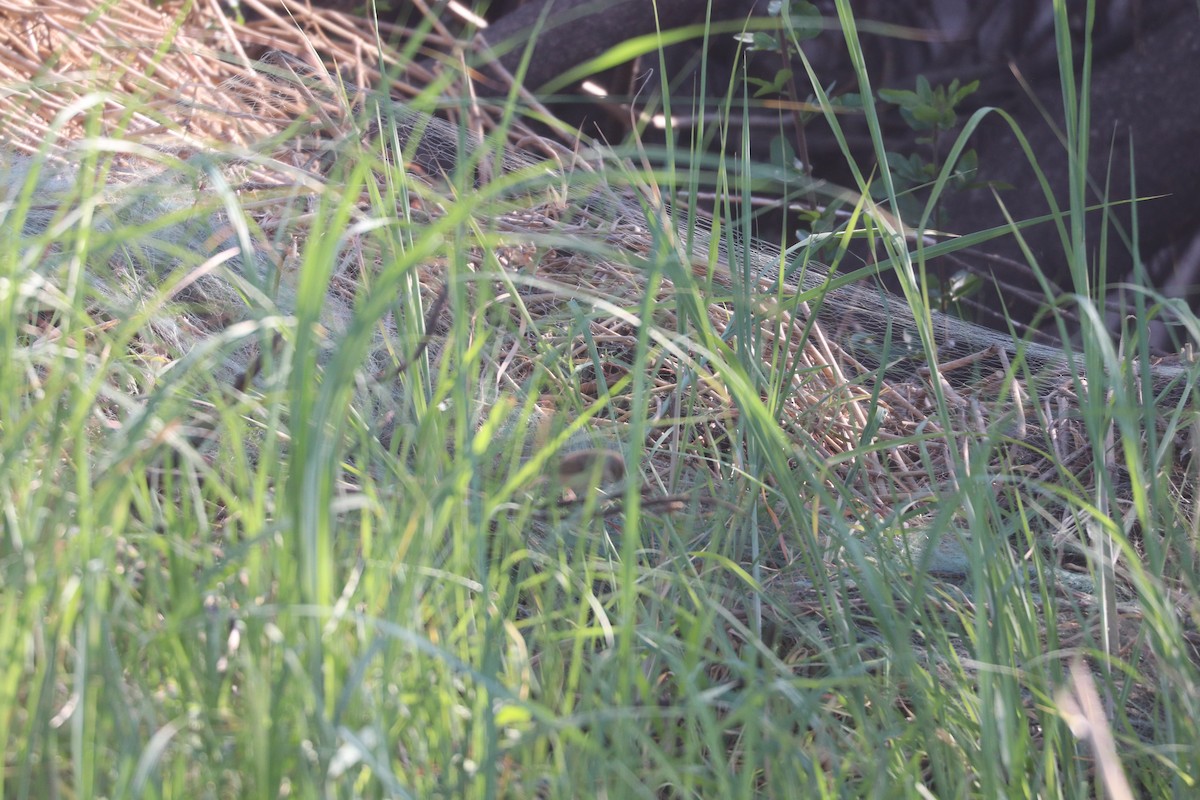 Tawny-flanked Prinia - ML644645579