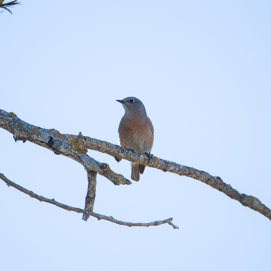 Western Bluebird - ML644645586