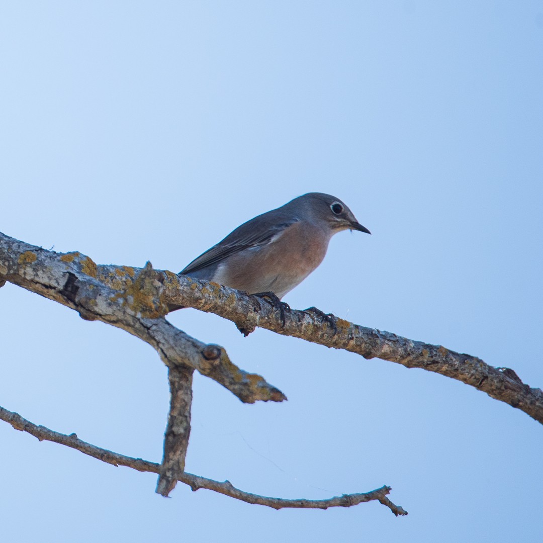 Western Bluebird - ML644645587