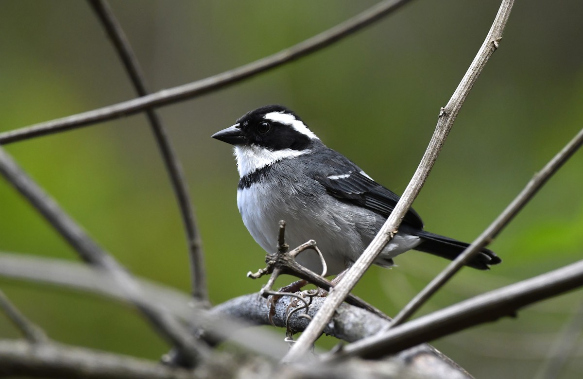 Black-capped Sparrow - ML644645590
