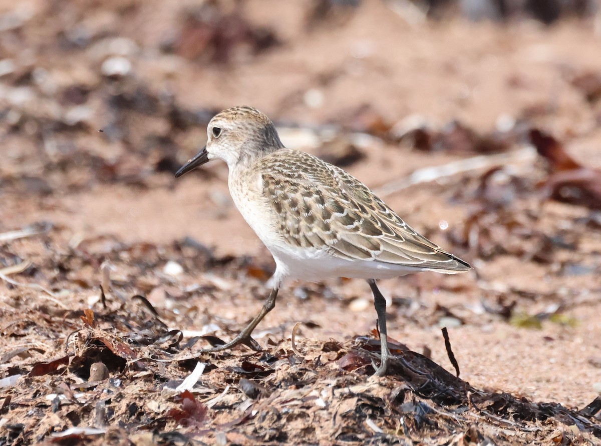 Semipalmated Sandpiper - ML644645593