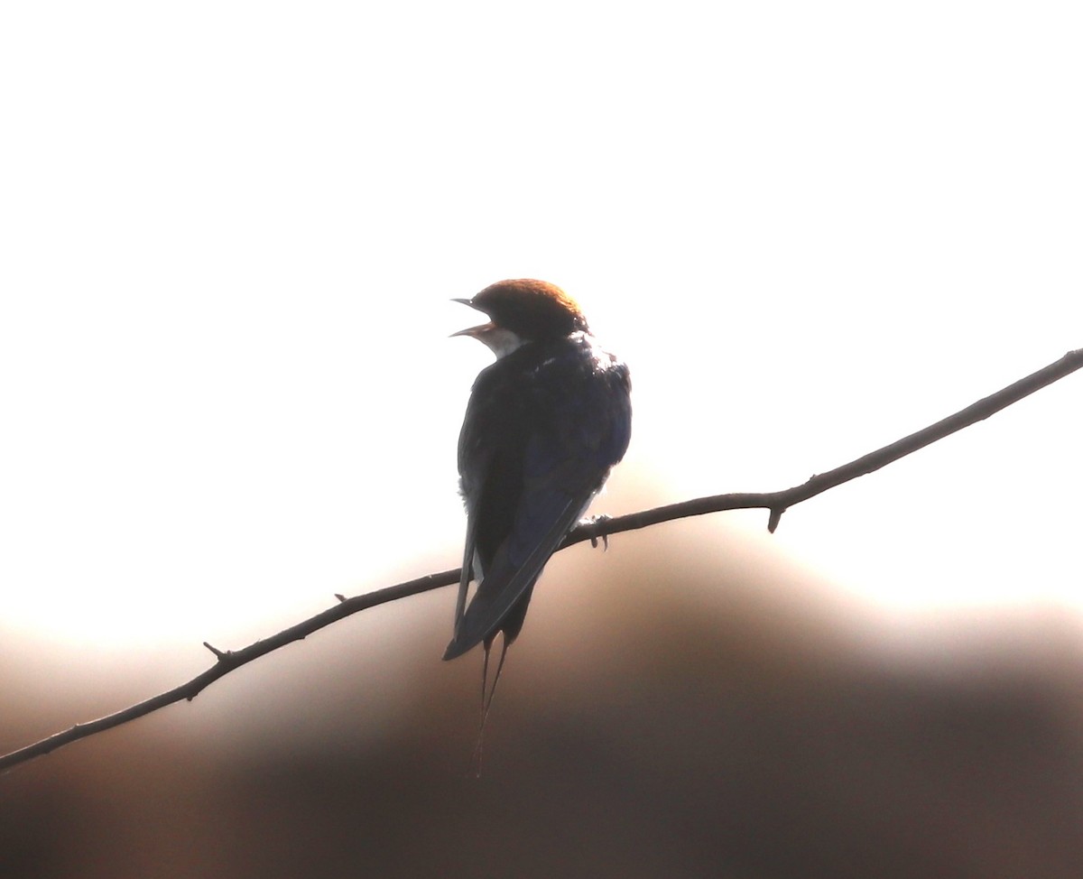 Нитехвостая ласточка - ML644645594