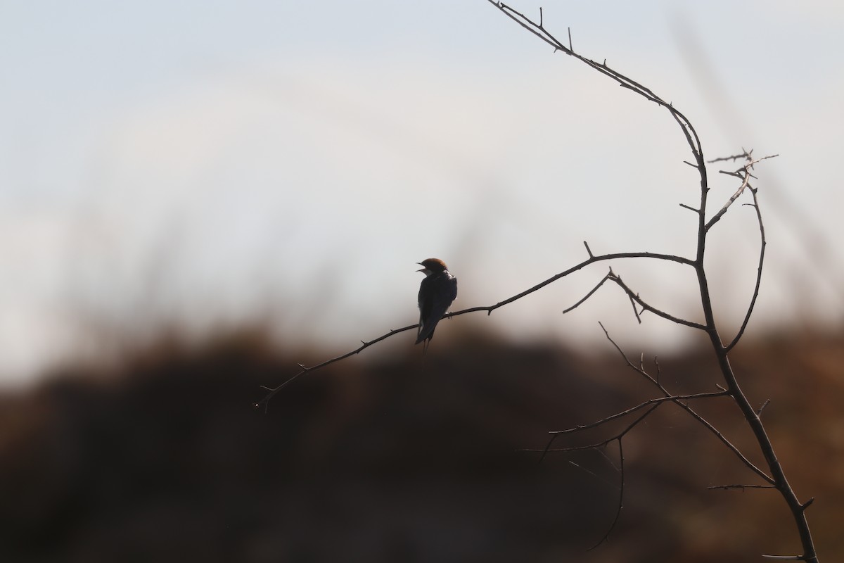 Нитехвостая ласточка - ML644645595