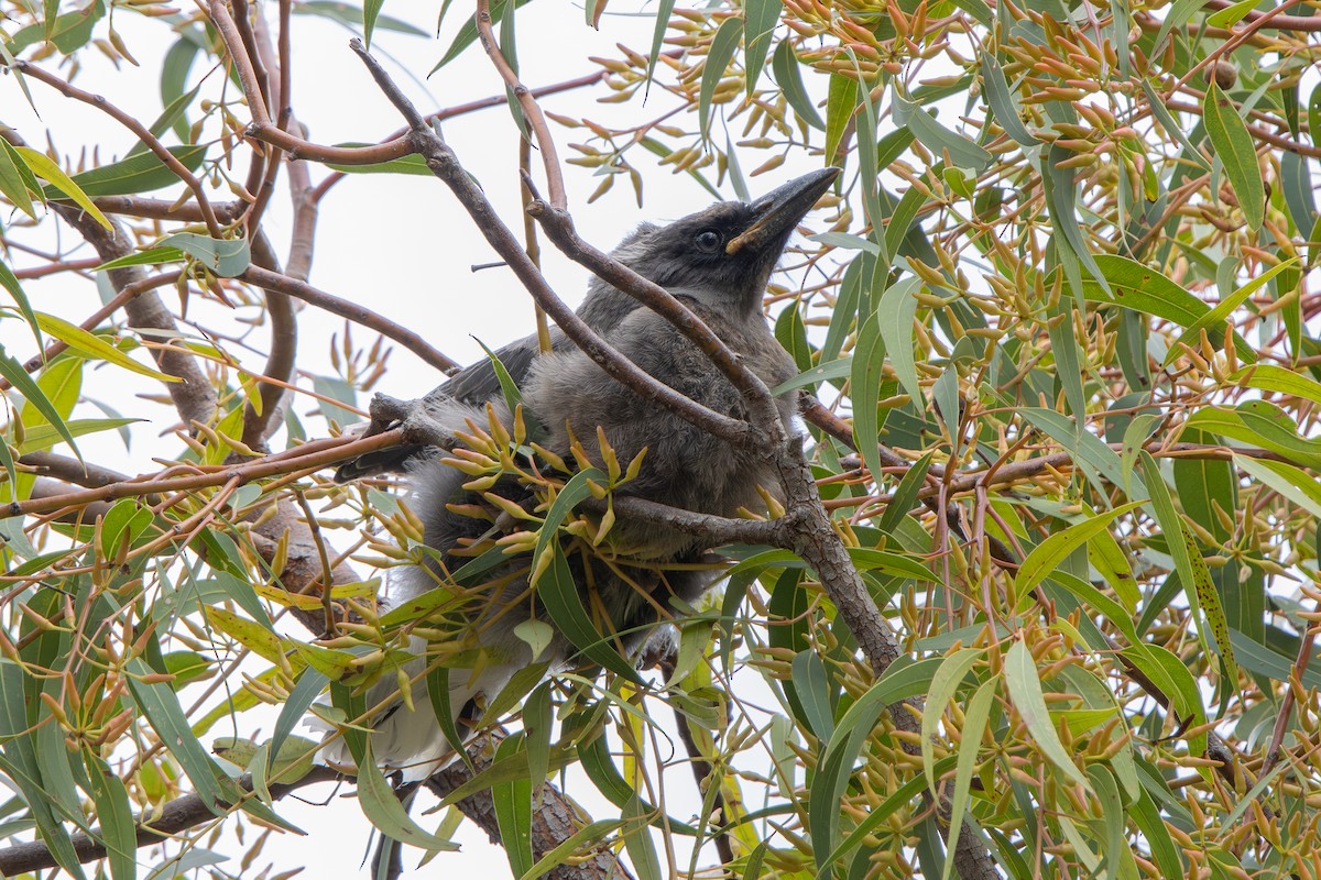 Dumanlı Kurravong (versicolor/plumbea) - ML644645600