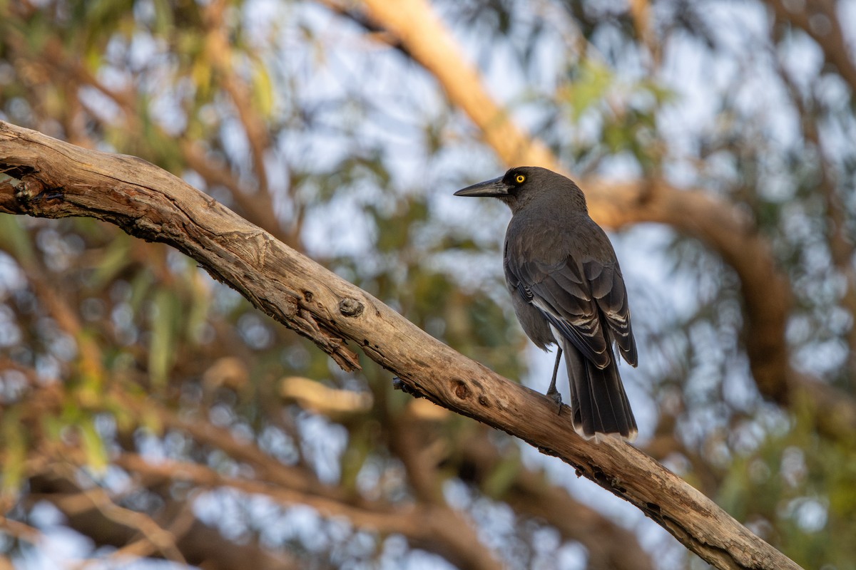 Dumanlı Kurravong (versicolor/plumbea) - ML644645601