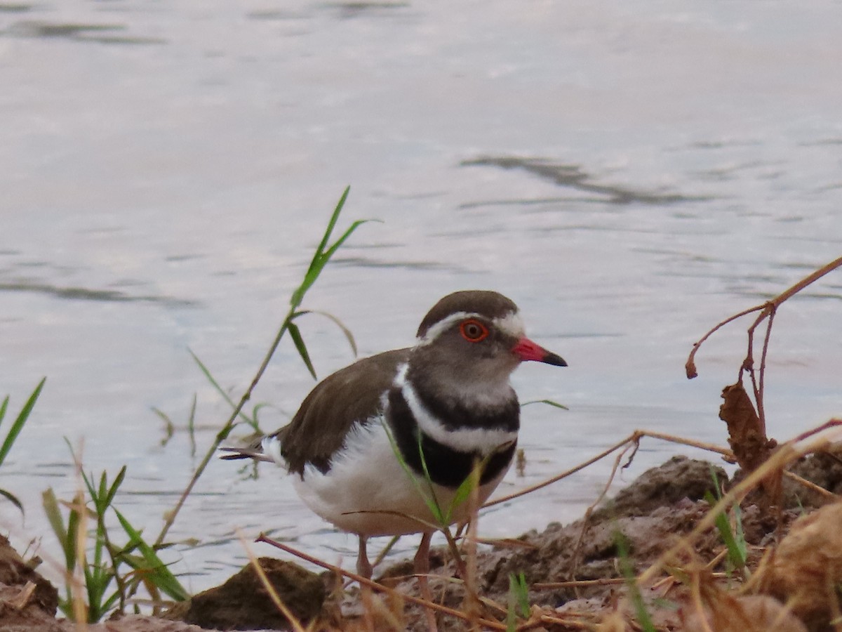Пісочник білобровий - ML644645603