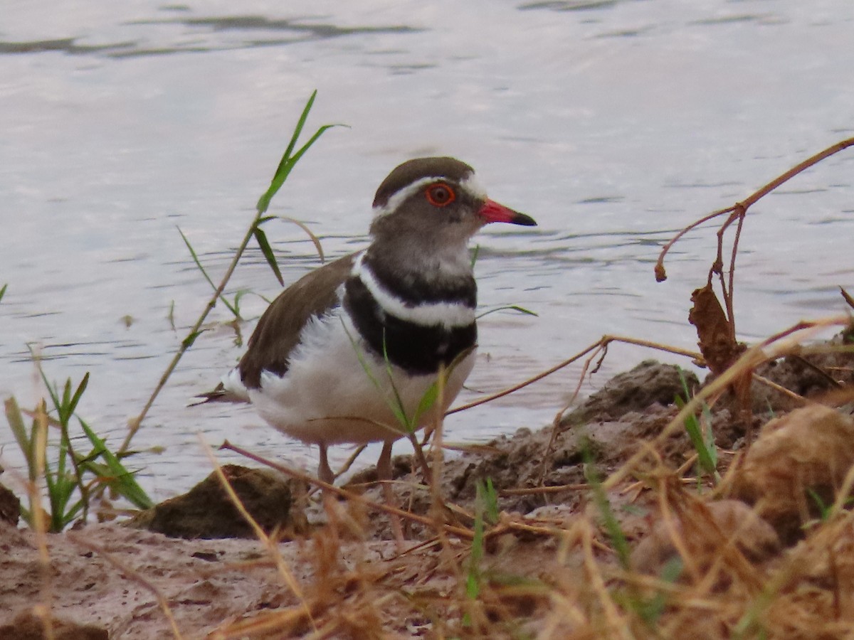 Пісочник білобровий - ML644645611