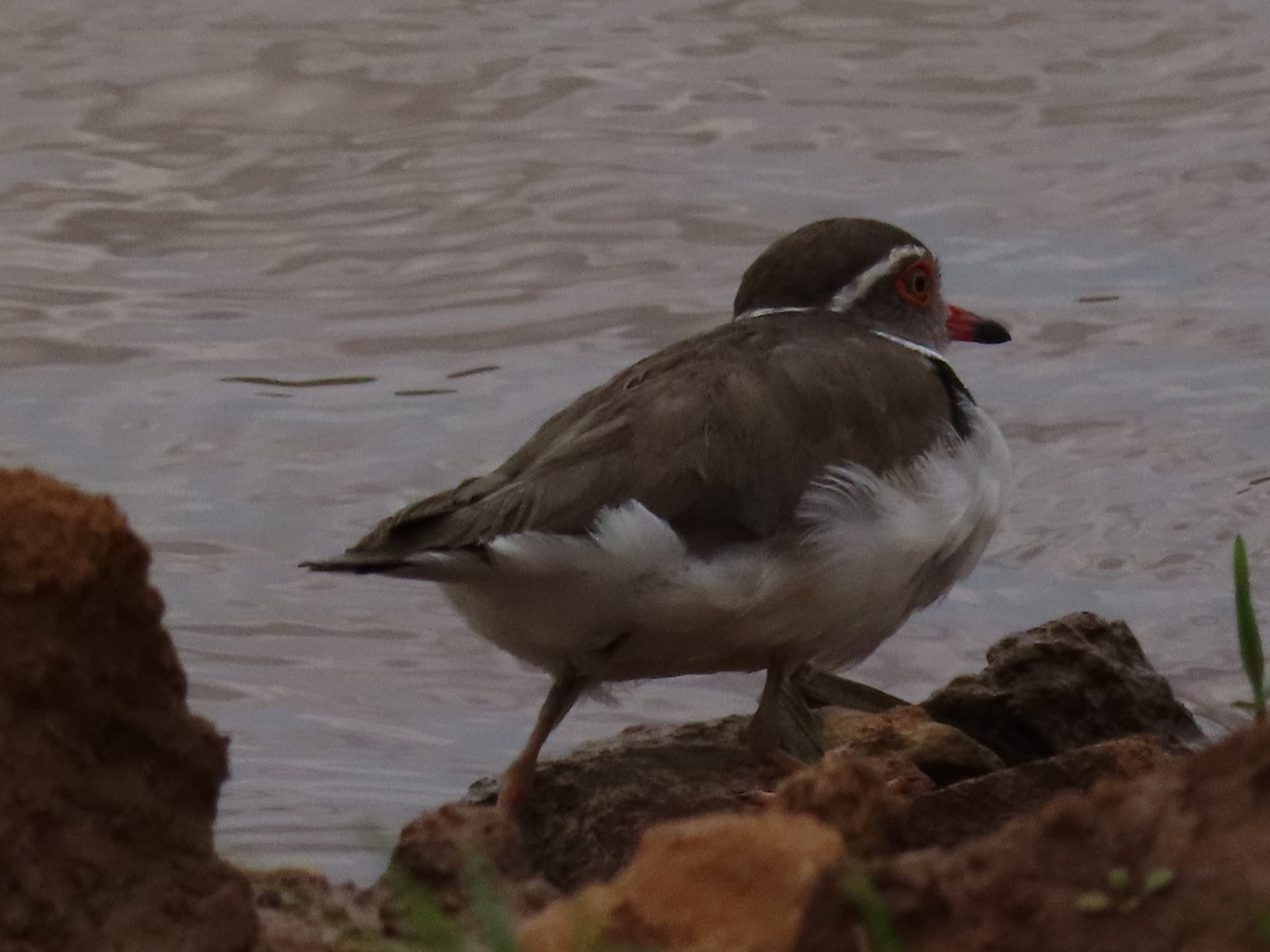 Пісочник білобровий - ML644645613