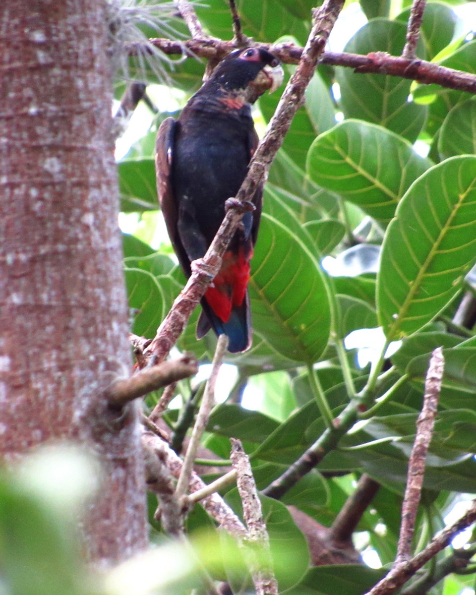 Bronze-winged Parrot - ML644645614