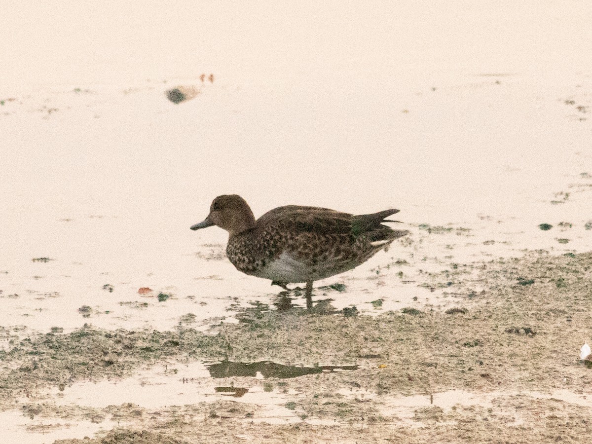 Шовтгор алаг нугас - ML644645615