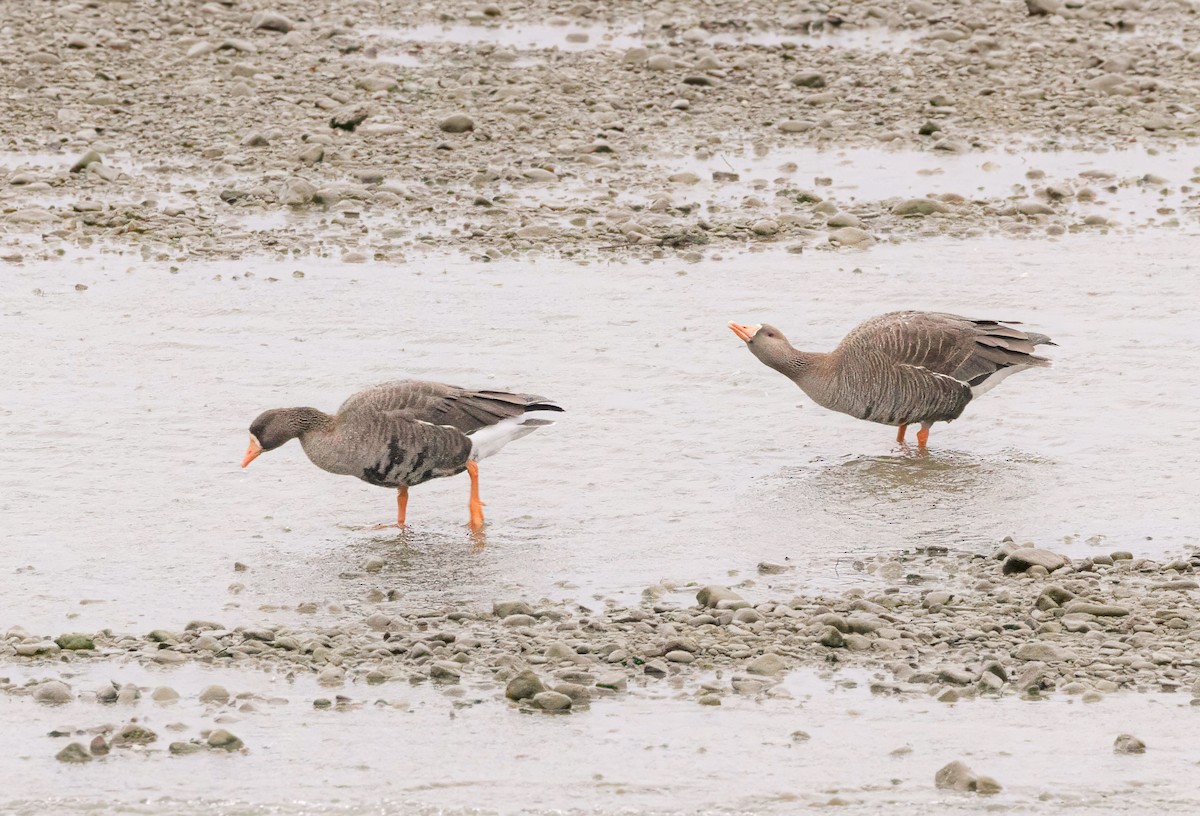 Greater White-fronted Goose (Greenland) - ML644645617