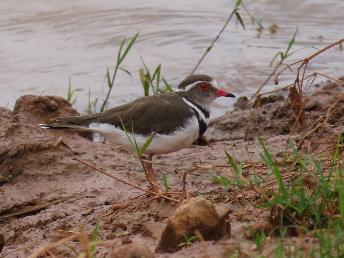 ミスジチドリ - ML644645618