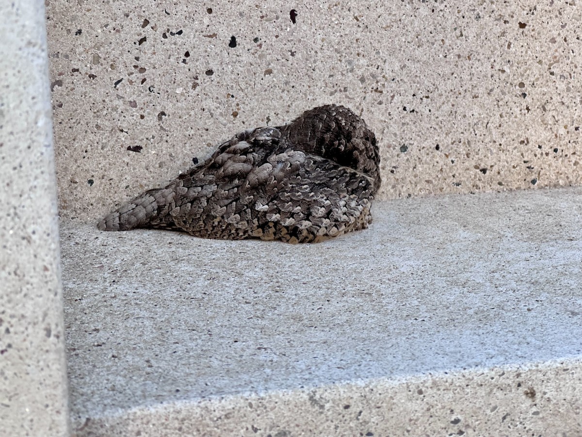 Common Poorwill - ML644645620