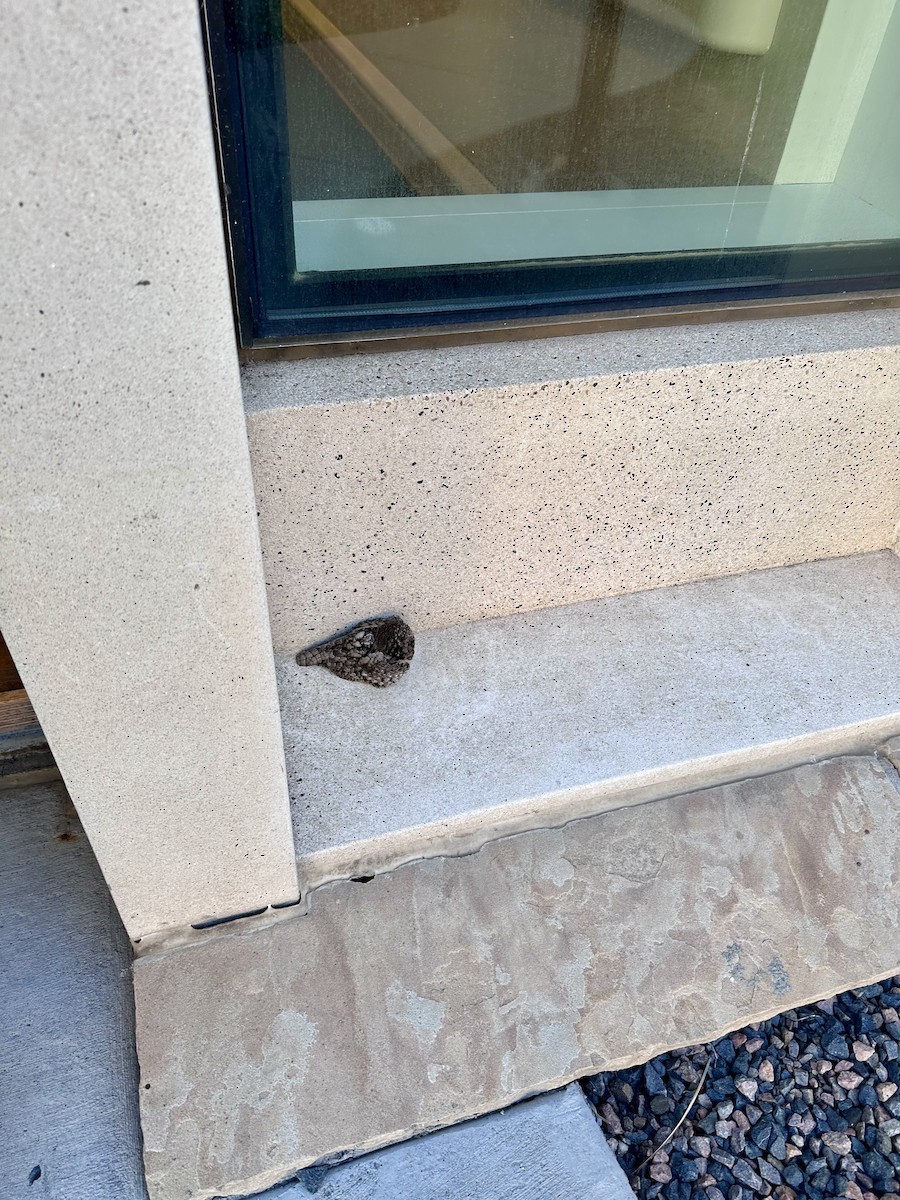 Common Poorwill - ML644645621