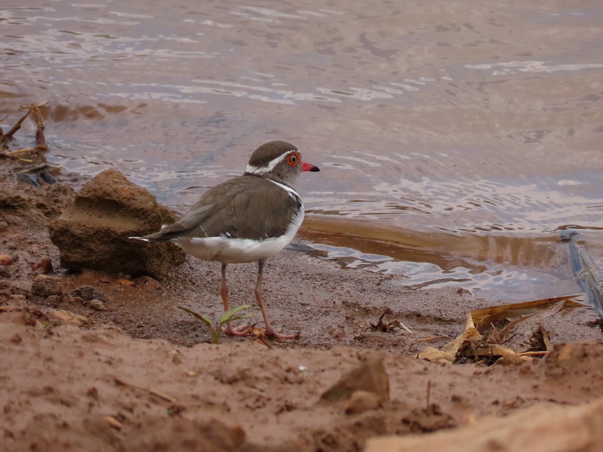 Three-banded Plover - ML644645622