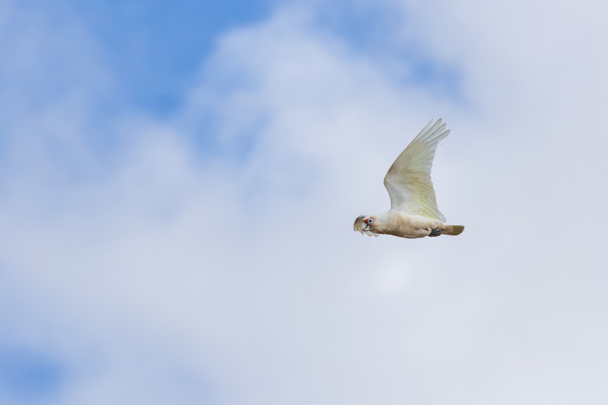 Long-billed Corella - ML644645625