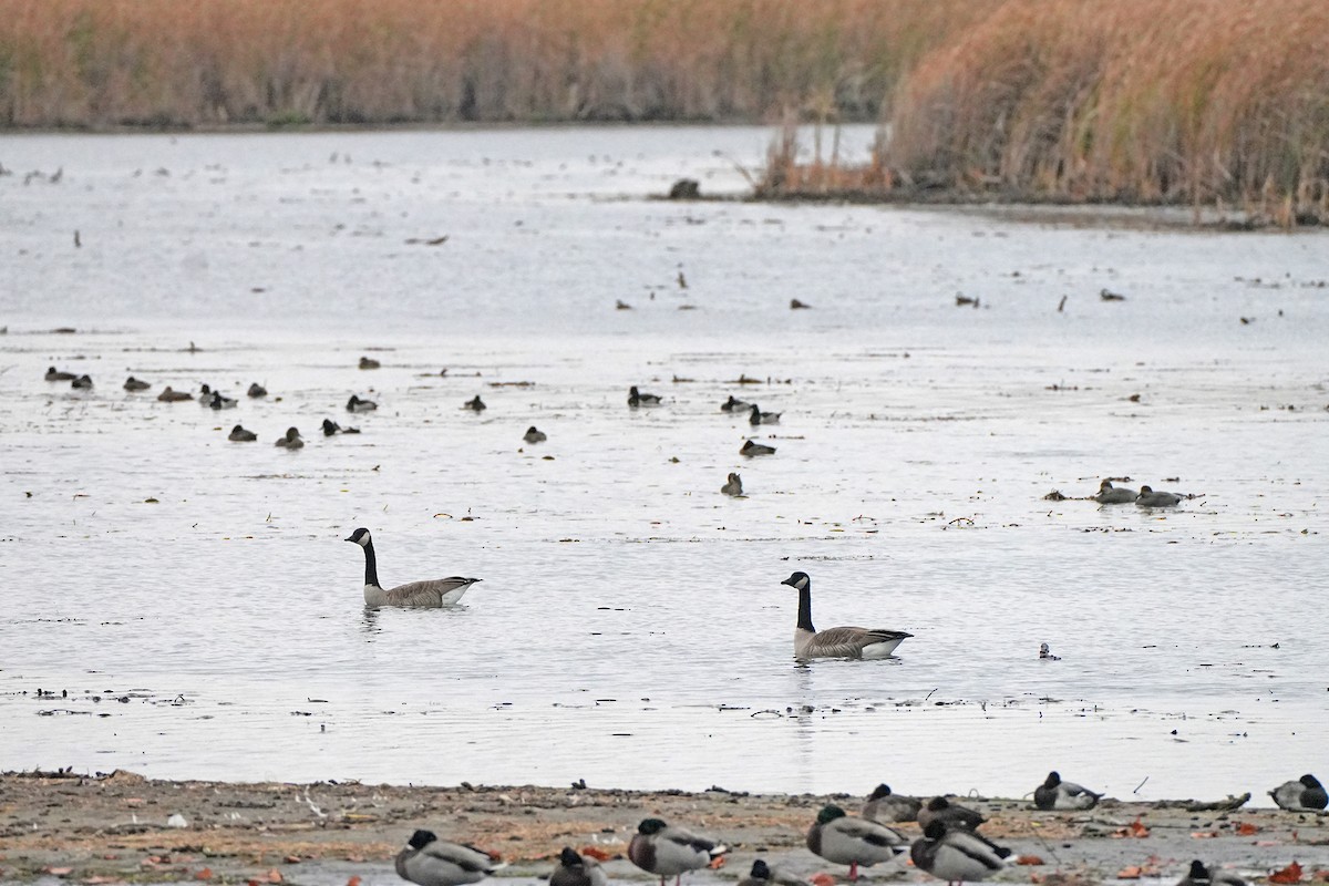 ברנטה קנדית - ML644645627