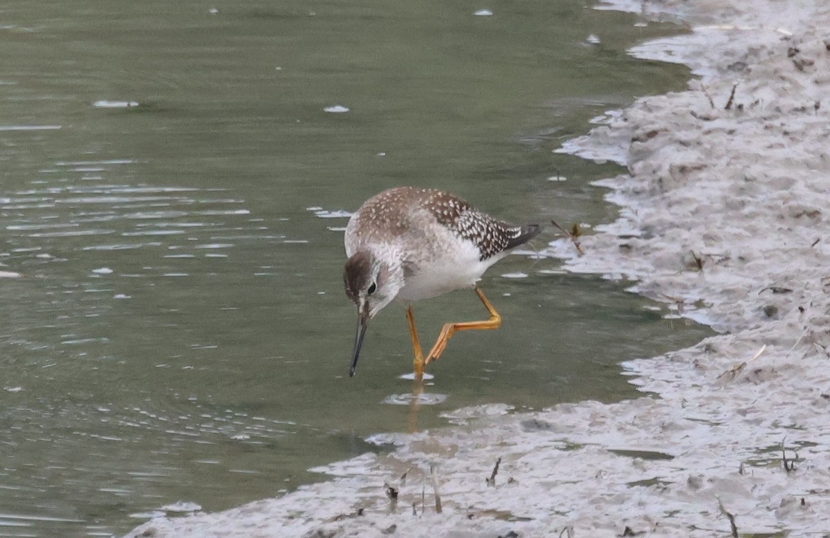 Lesser Yellowlegs - ML644645628