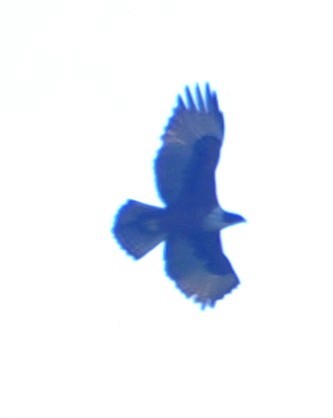 Rufous-bellied Eagle - ML644645630