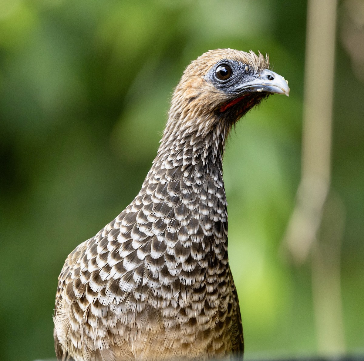 ヒガシブラジルヒメシャクケイ - ML644645631