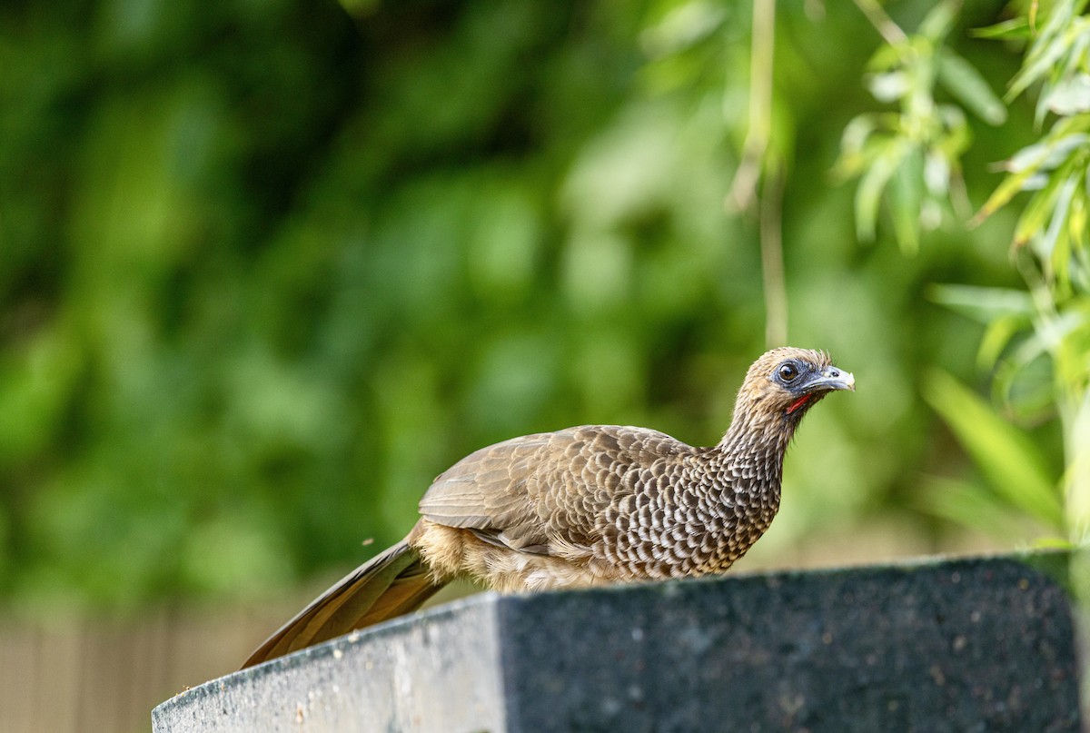 ヒガシブラジルヒメシャクケイ - ML644645632