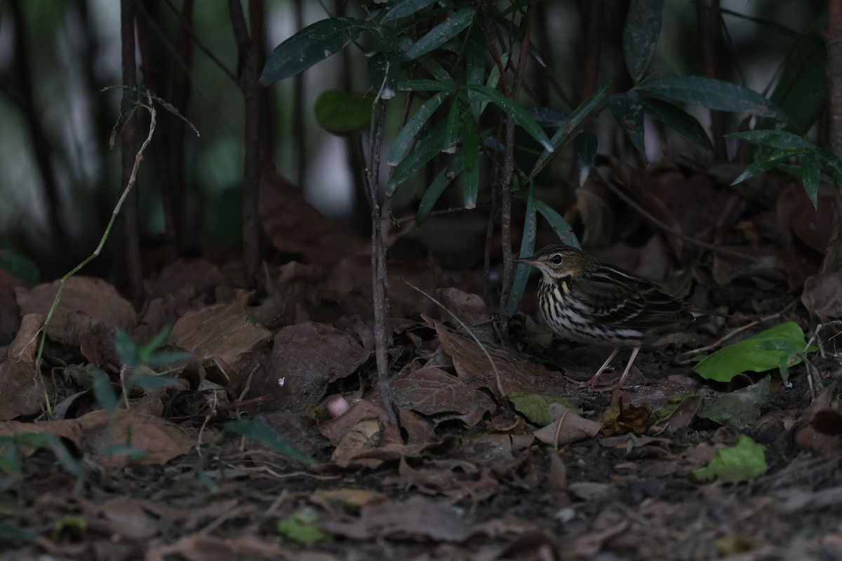 セジロタヒバリ - ML644645633