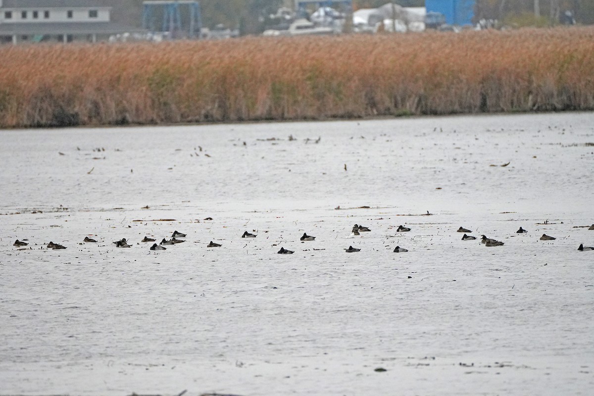 צולל צווארון - ML644645634