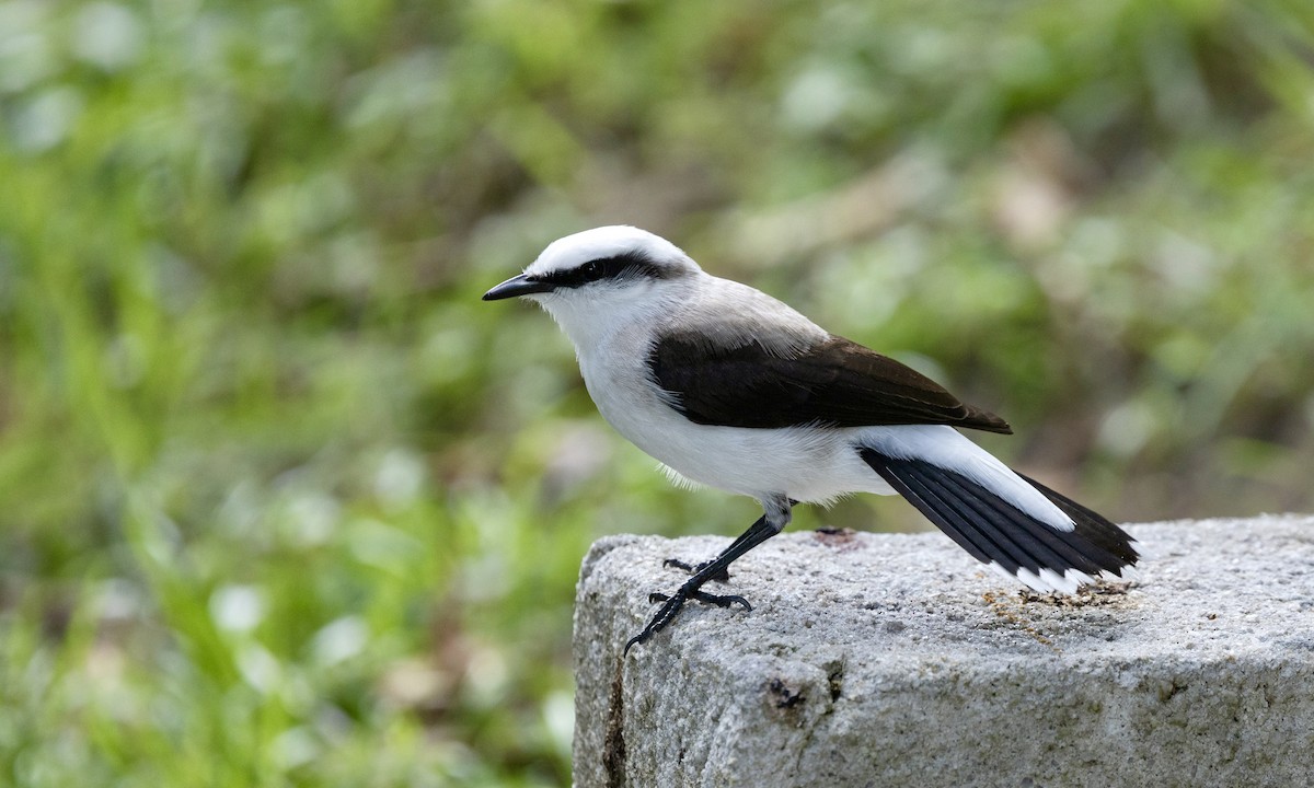 マダラタイランチョウ - ML644645635