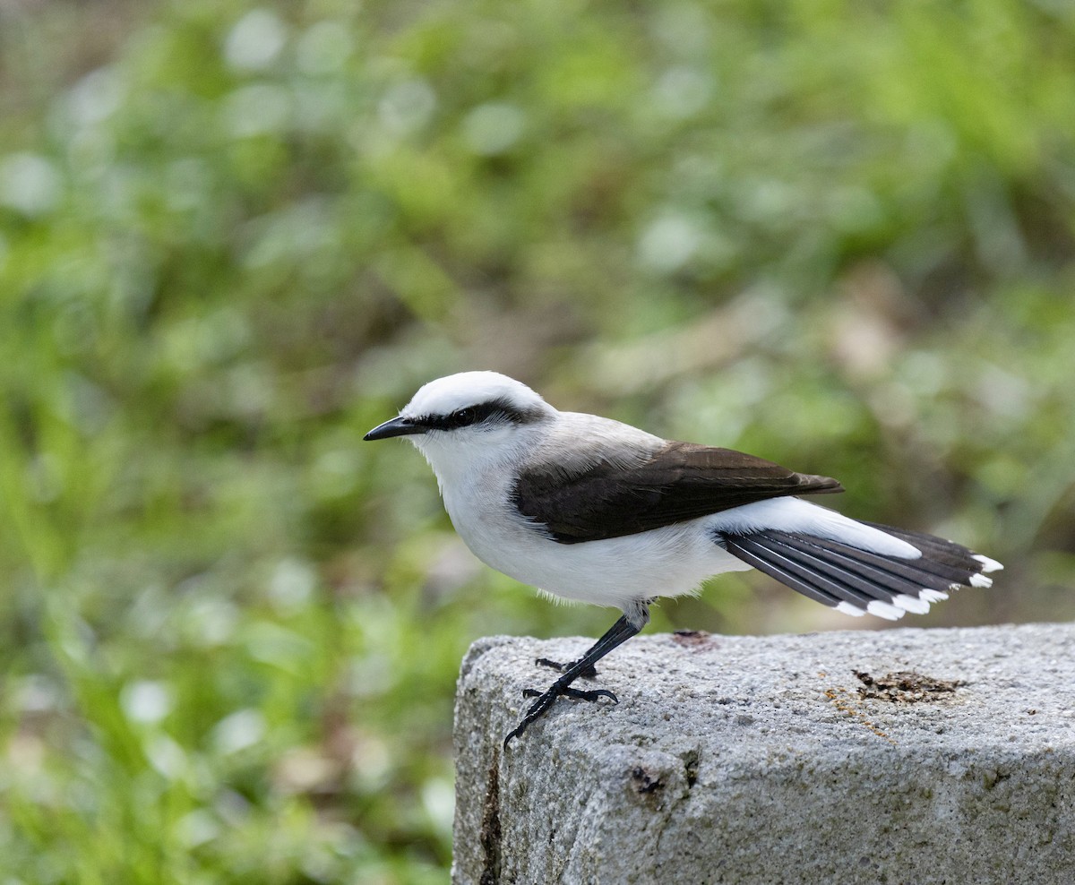 マダラタイランチョウ - ML644645636