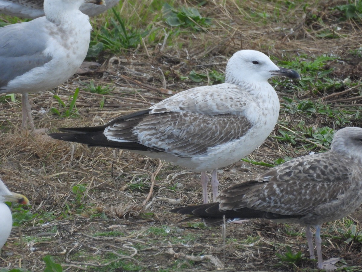 Caspian Gull - ML644645637