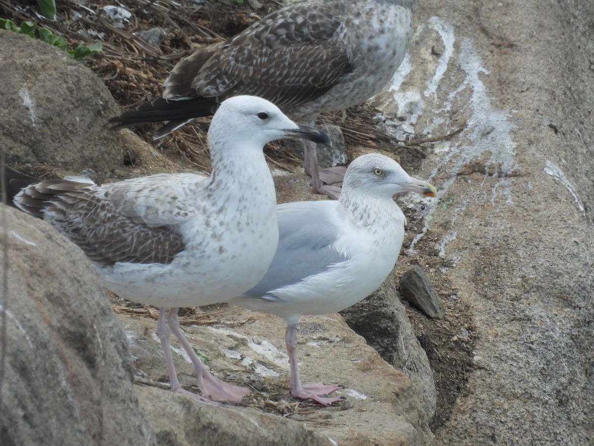 Caspian Gull - ML644645638