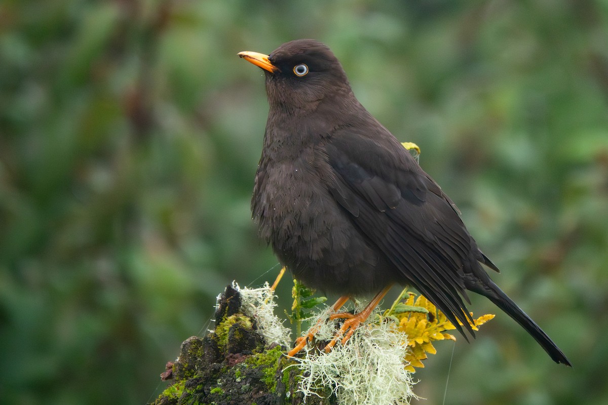 Sooty Thrush - ML644645639