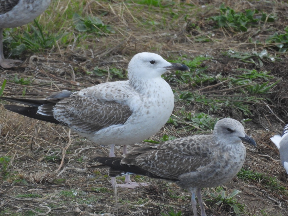 Caspian Gull - ML644645640