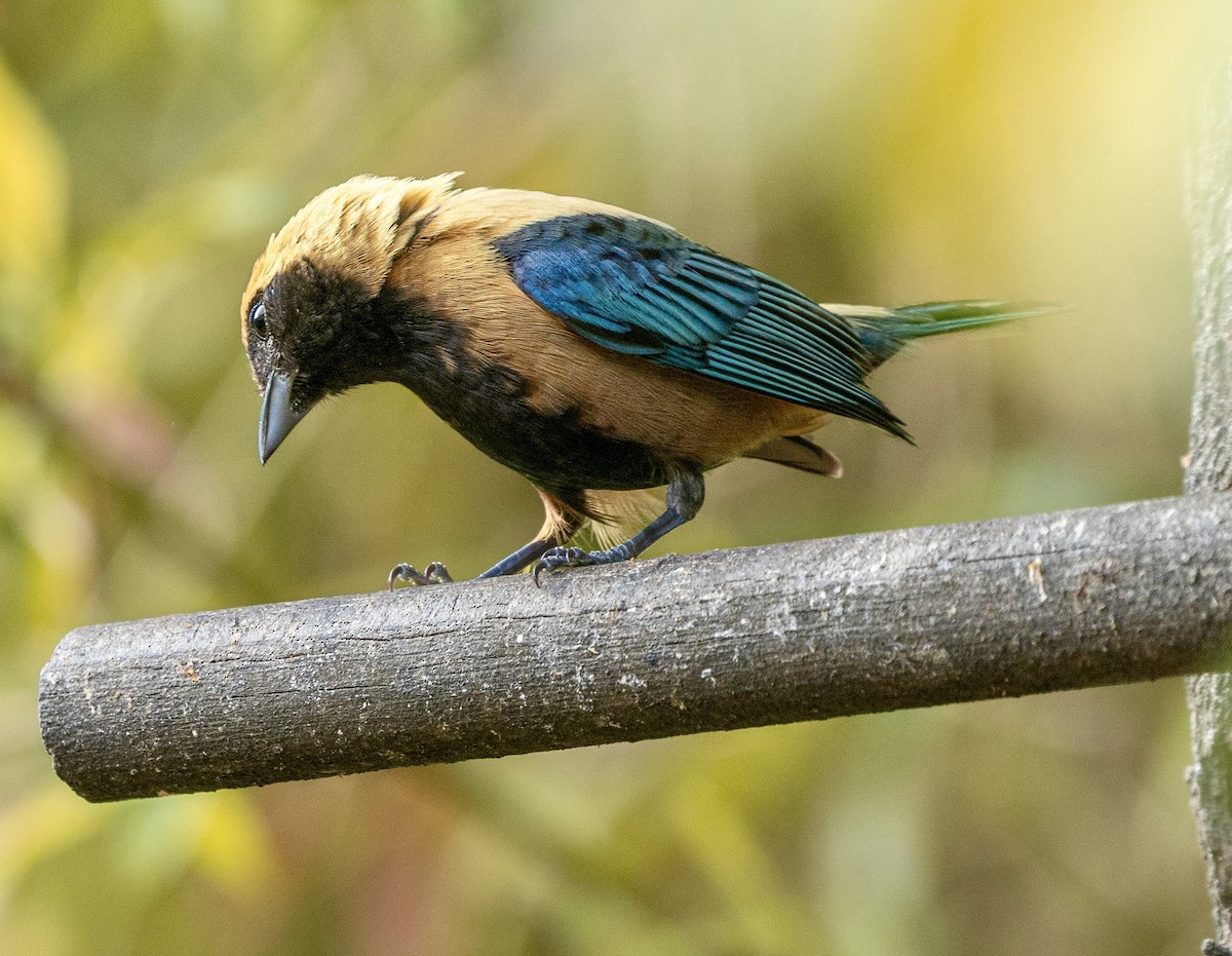 バフイロフウキンチョウ - ML644645641