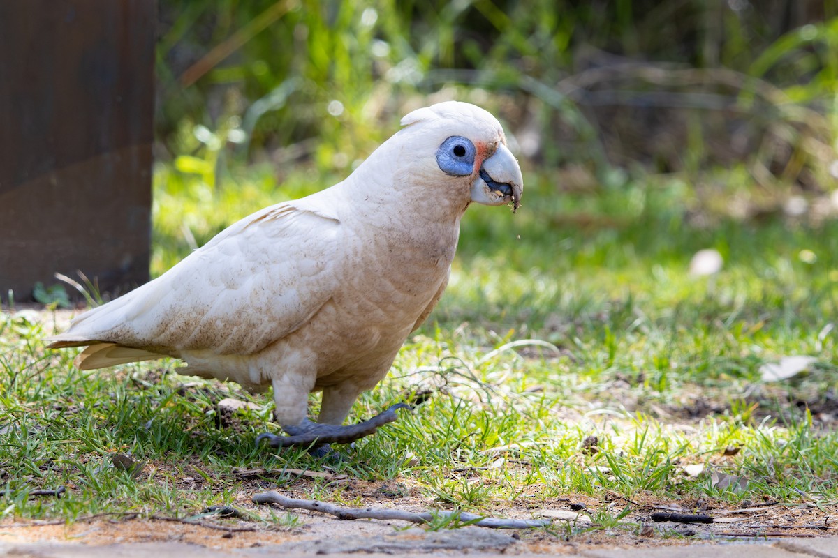 ヒメテンジクバタン - ML644645642