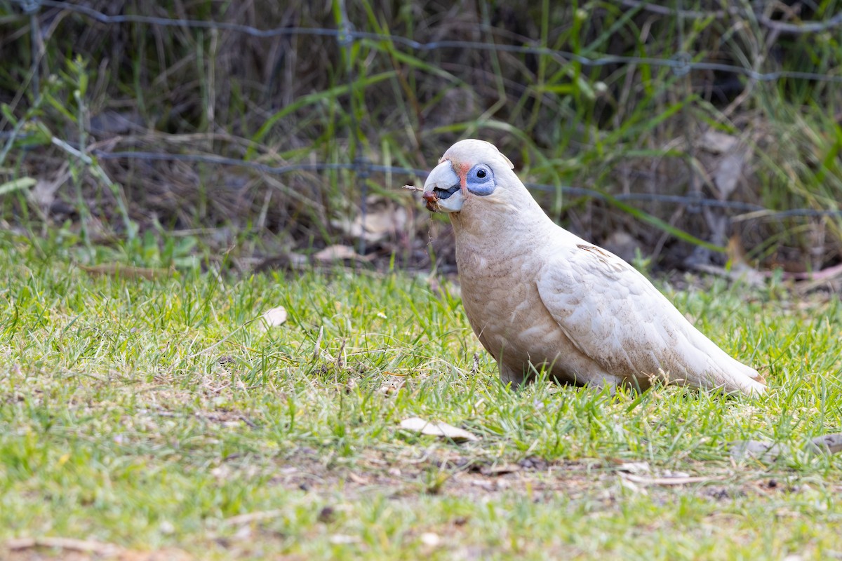 ヒメテンジクバタン - ML644645643
