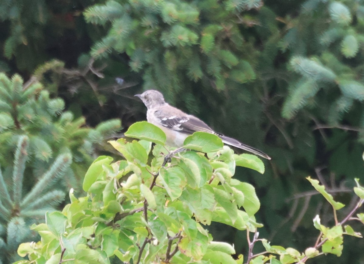 Northern Mockingbird - ML644645645