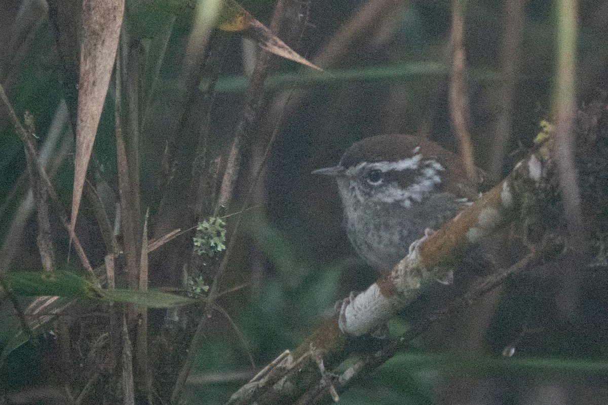 ヤブミソサザイ - ML644645646