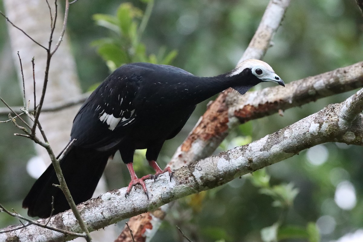 Blue-throated Piping-Guan - ML644645647