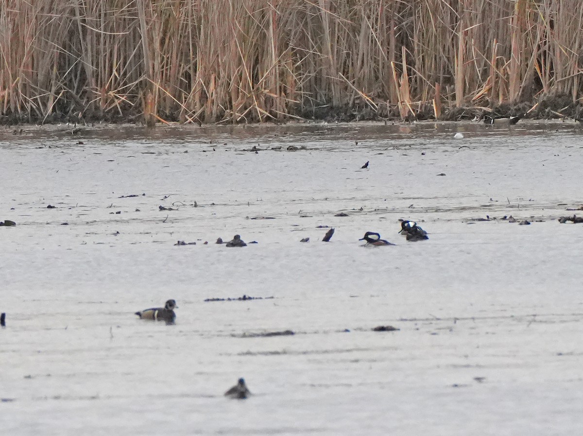 オウギアイサ - ML644645648