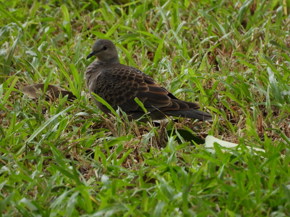 キジバト - ML644645650