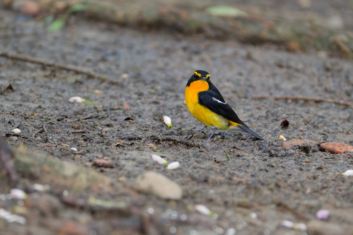 キビタキ - ML644645652