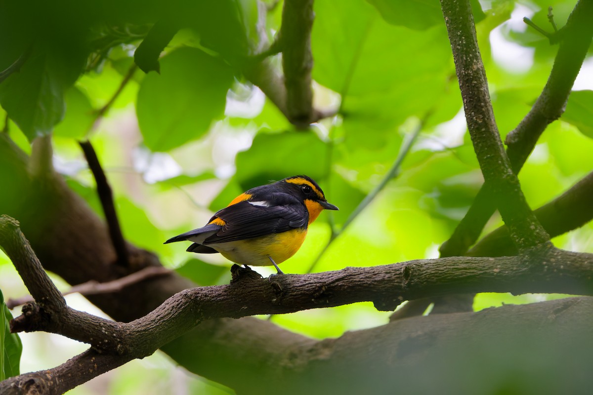 キビタキ - ML644645653