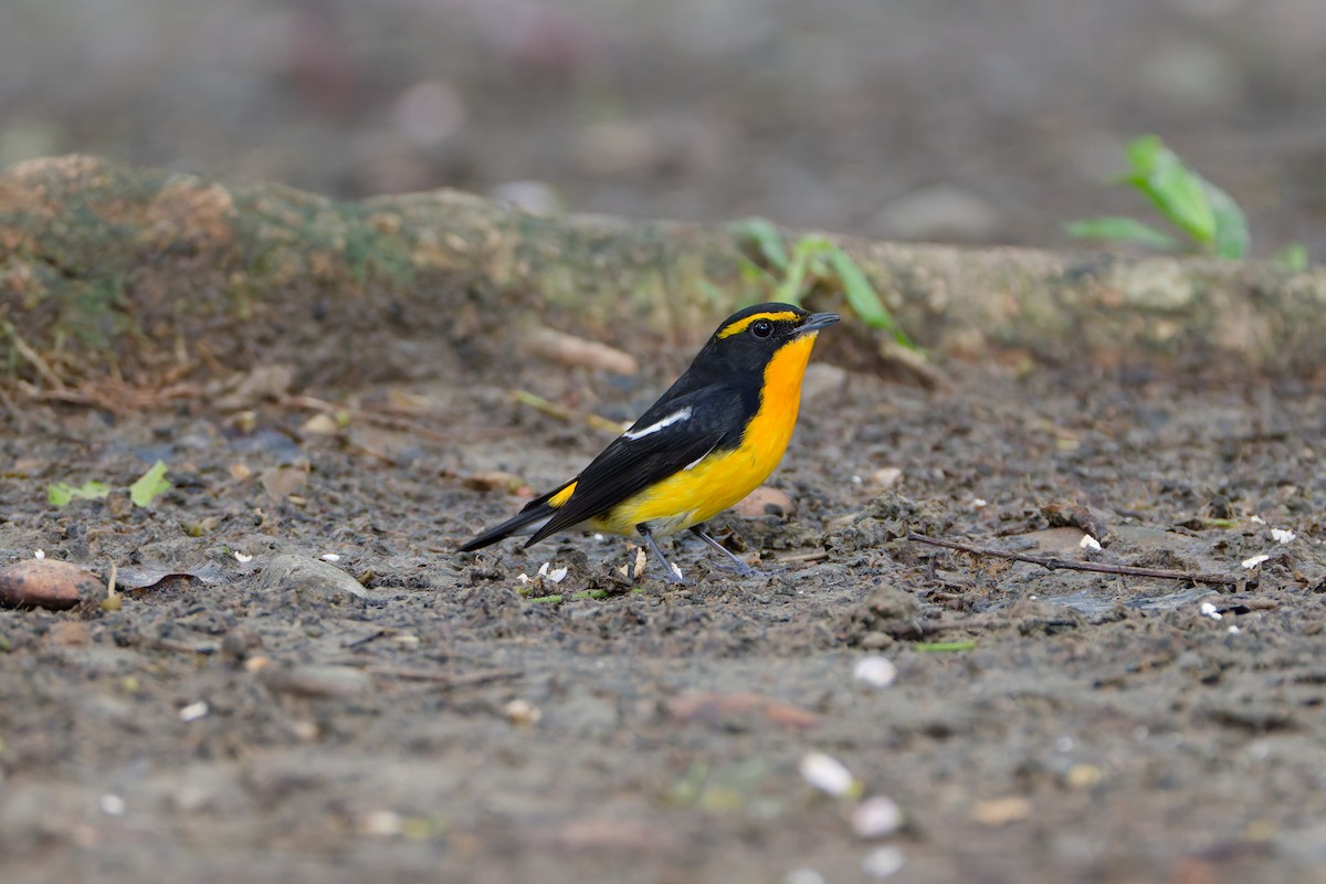 キビタキ - ML644645654