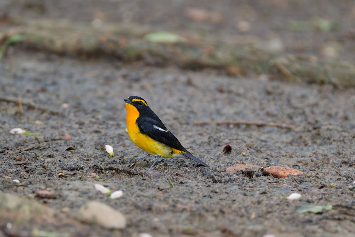 キビタキ - ML644645655