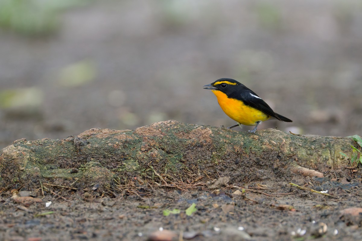 キビタキ - ML644645656